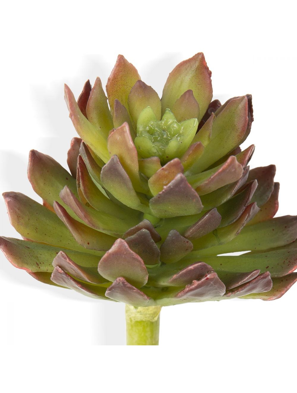 Aeonium Arboretum-IAAH