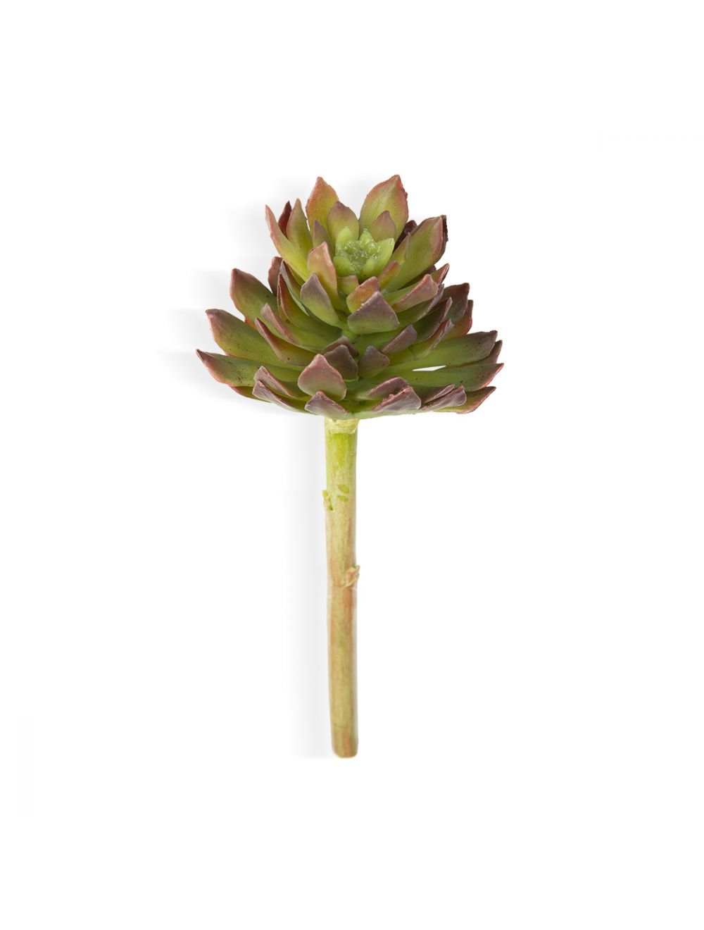 Aeonium Arboretum-IAAH