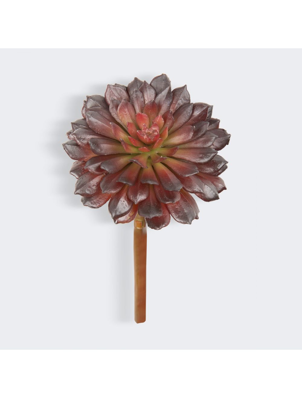 Spiky Rose Succulent