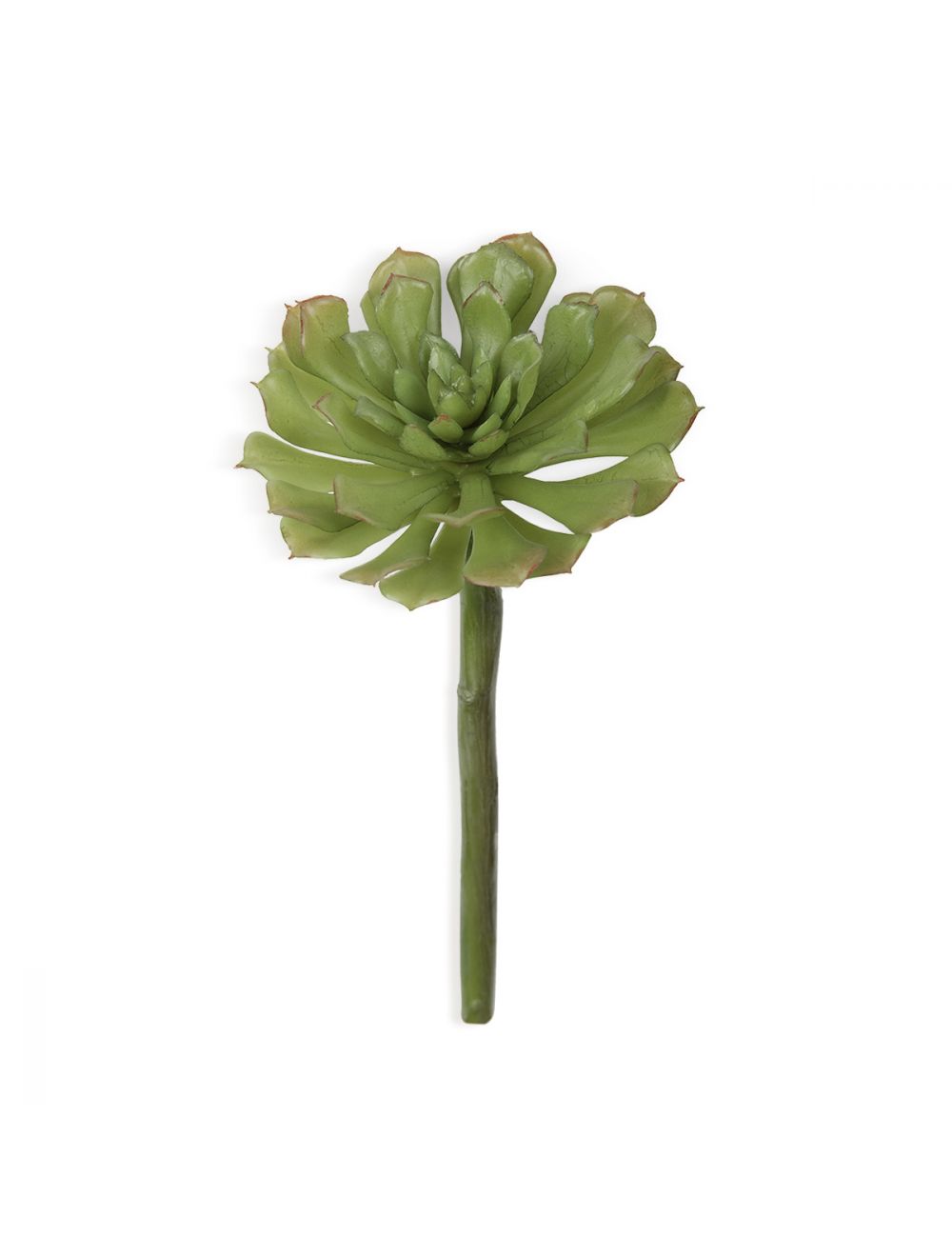 Aeonium Light Premium Quality Lighting Solutions - IAAH