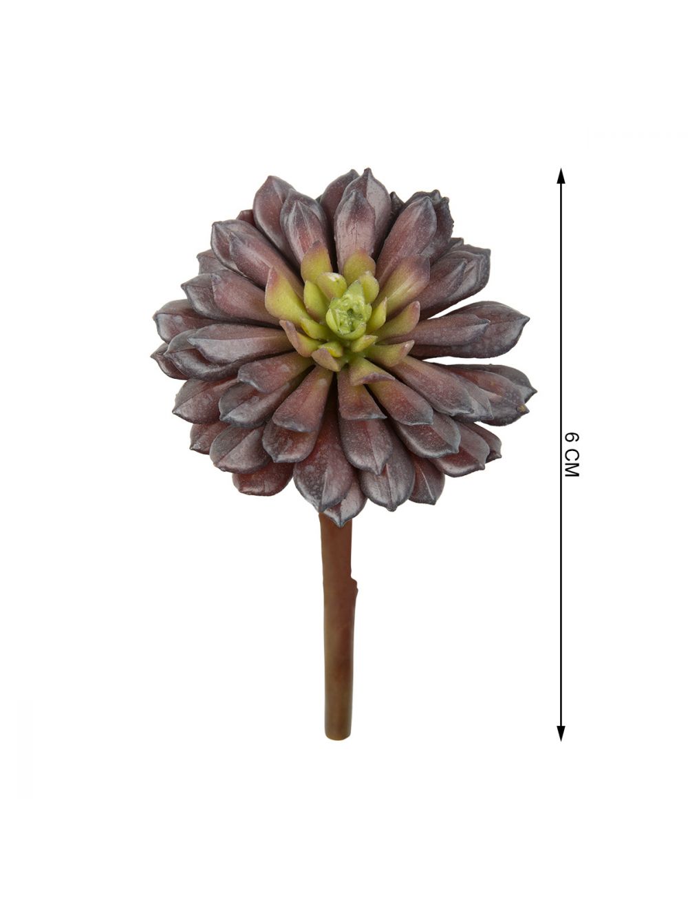 Echeveria Orion-IAAH