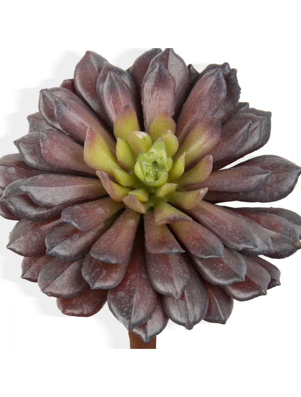 Echeveria Orion-IAAH