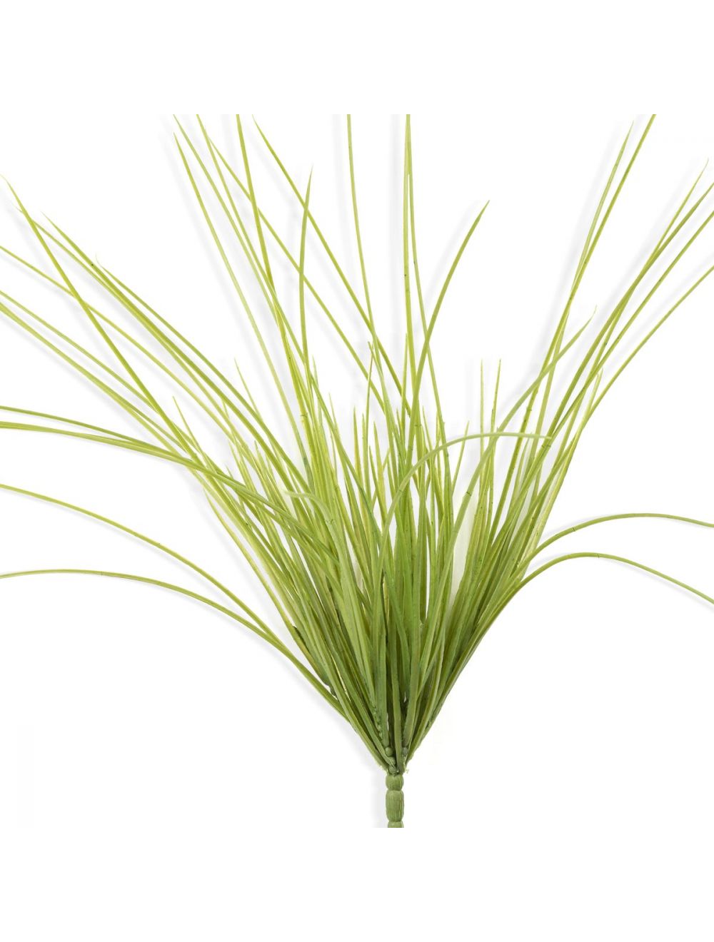 Lemon Grass