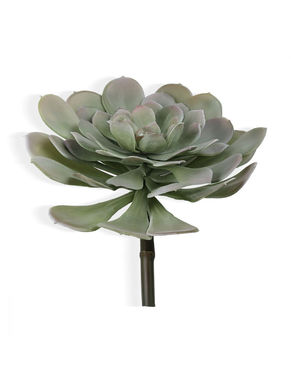 Aeonium Arboretum-IAAH