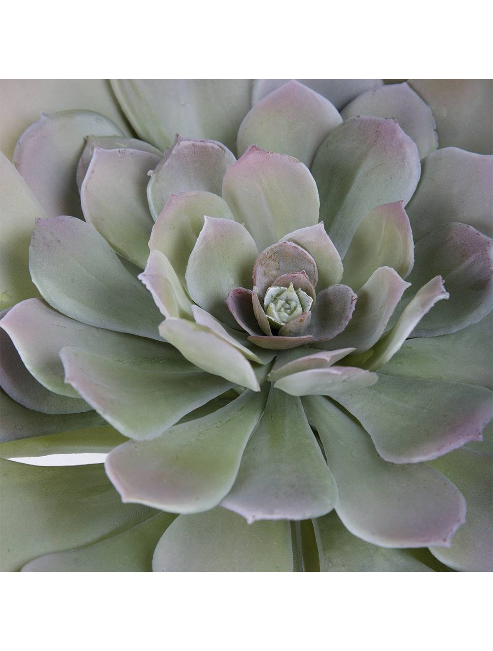 Aeonium Arboretum-IAAH