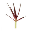 Buy Pure Aloe Vera Gel Online - 100% Natural - IAAH