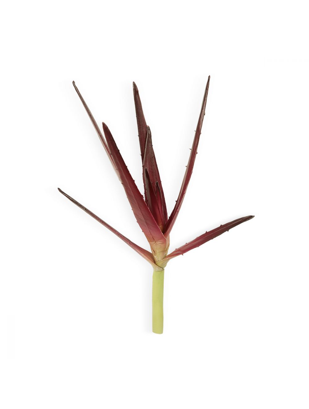 Buy Pure Aloe Vera Gel Online - 100% Natural - IAAH