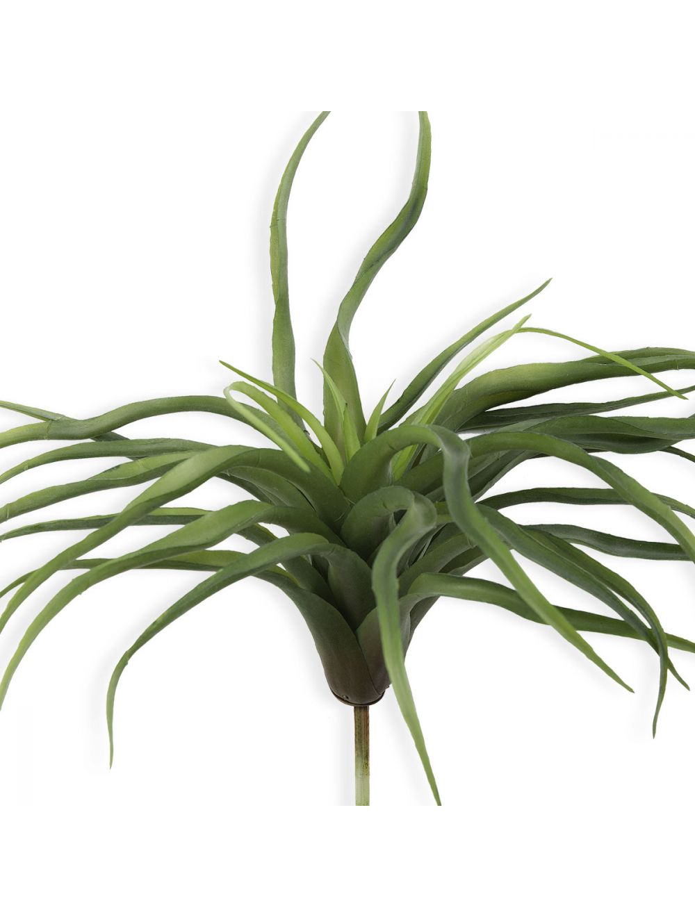 Tillandsia Harrisii