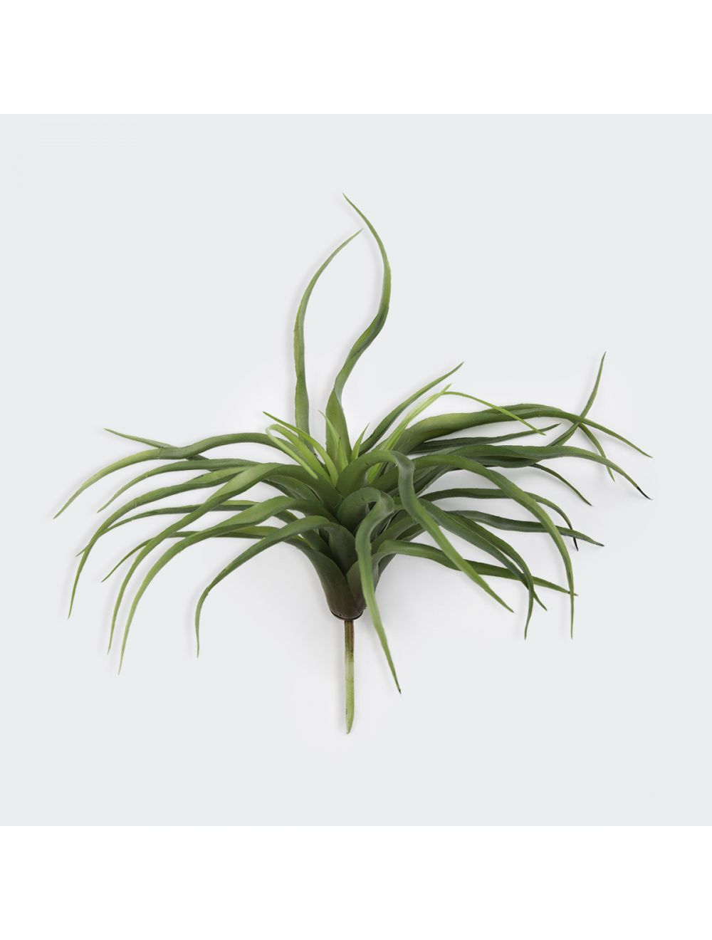 Tillandsia Harrisii