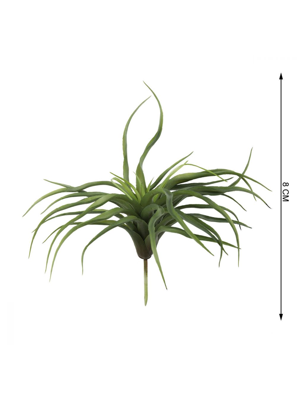 Tillandsia Harrisii