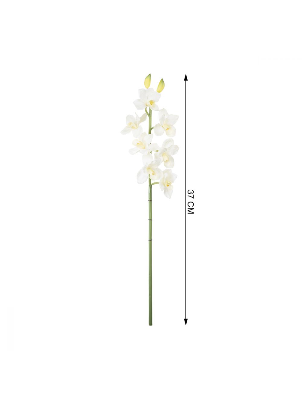 Cymbidium Orchids-IAAH