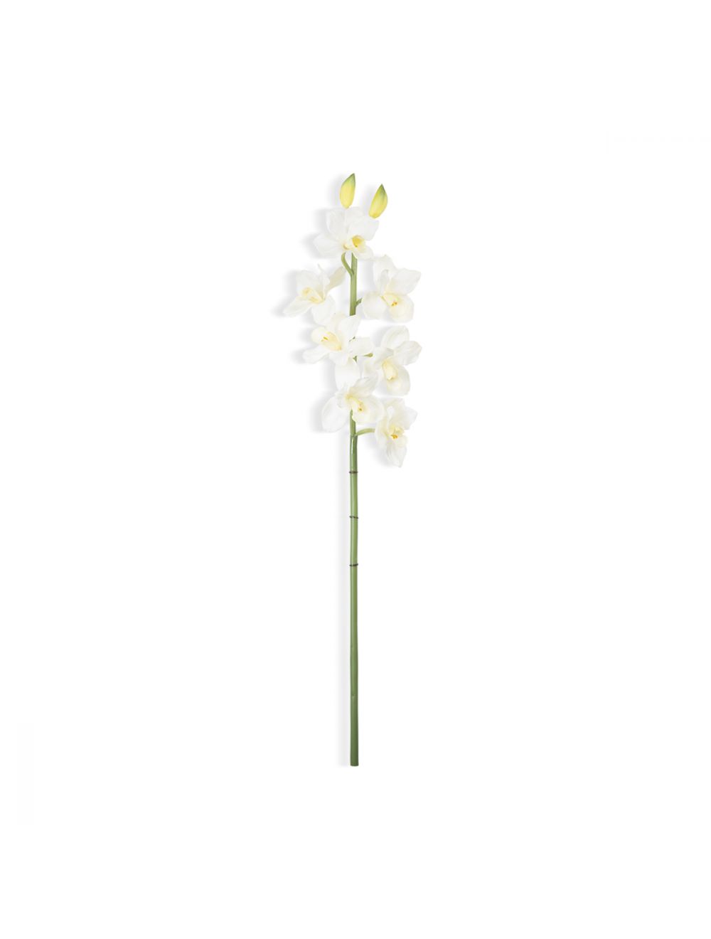 Cymbidium Orchids-IAAH