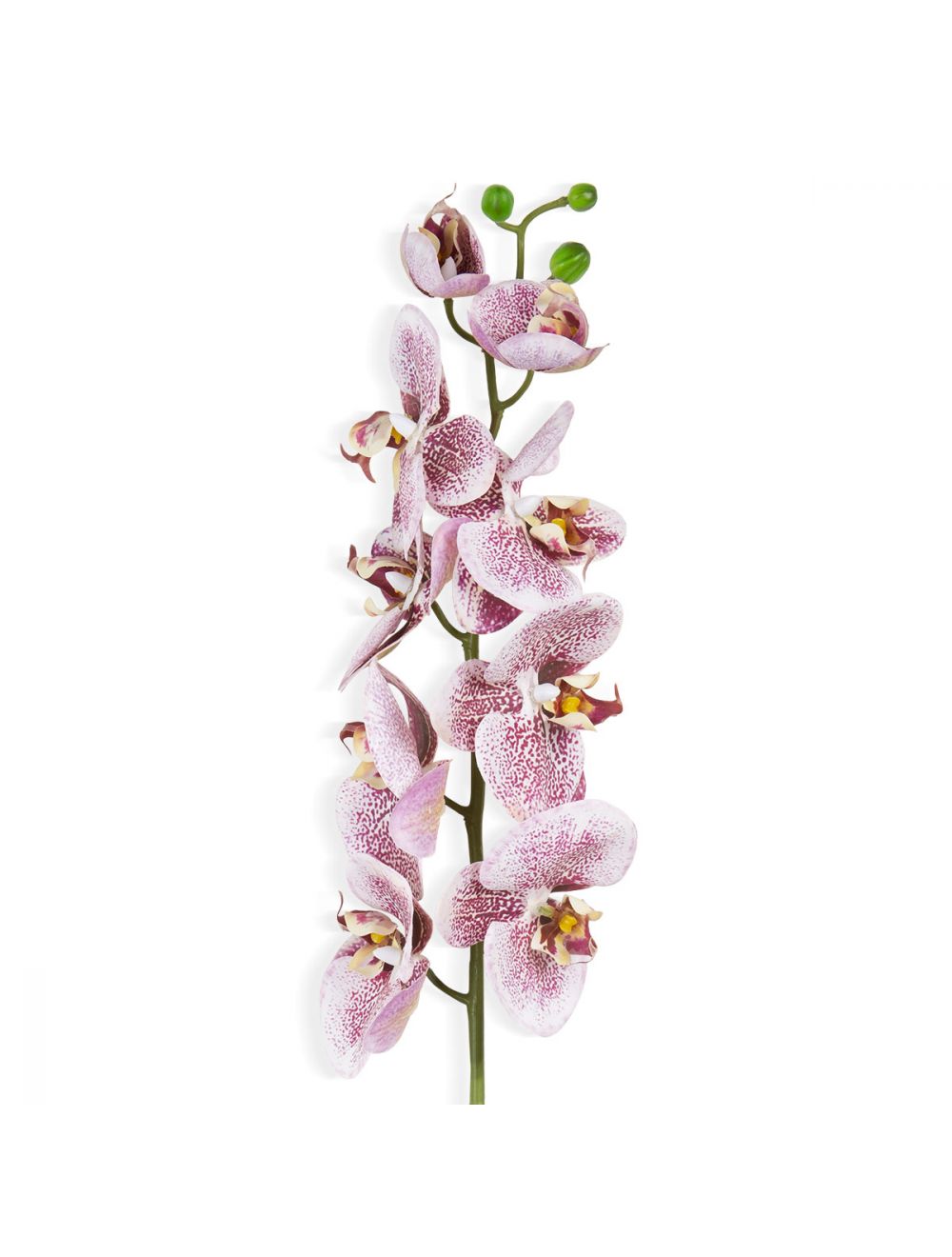 Phalaenopsis