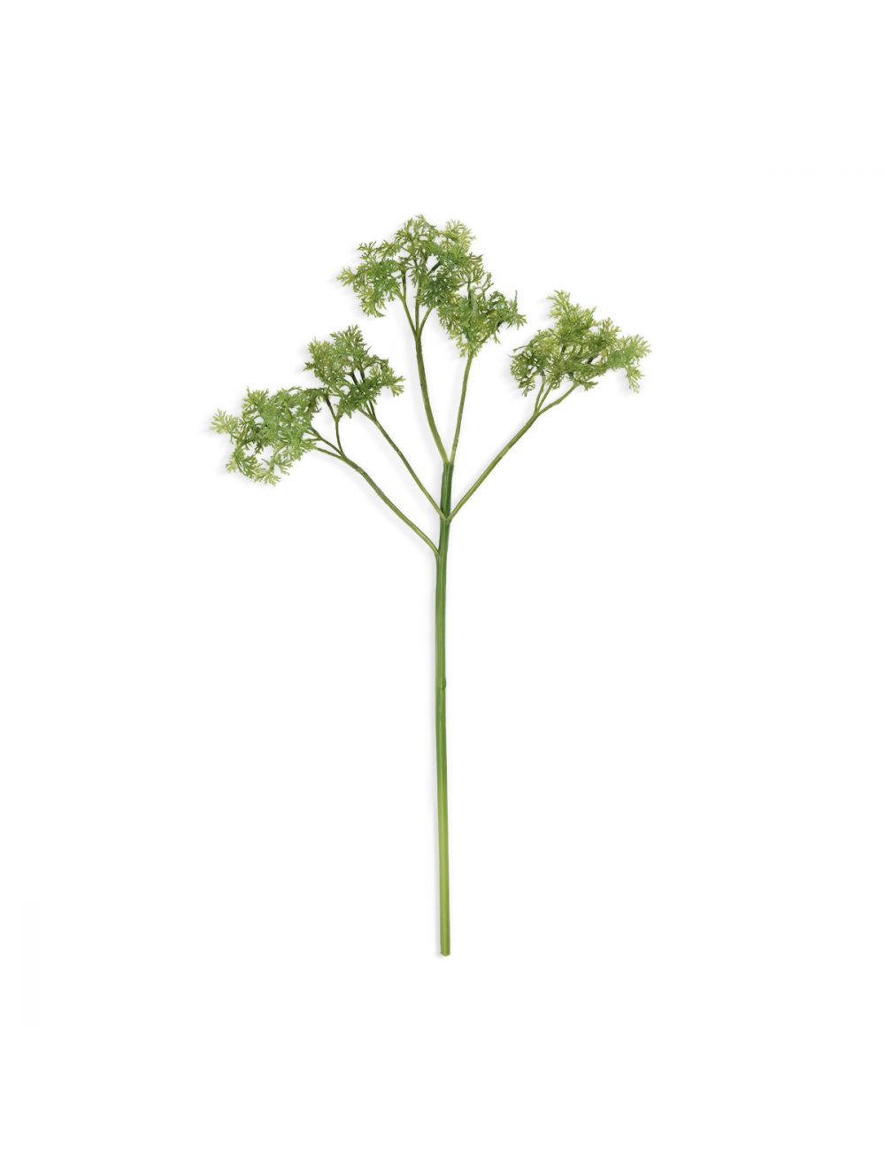Parsley Stem