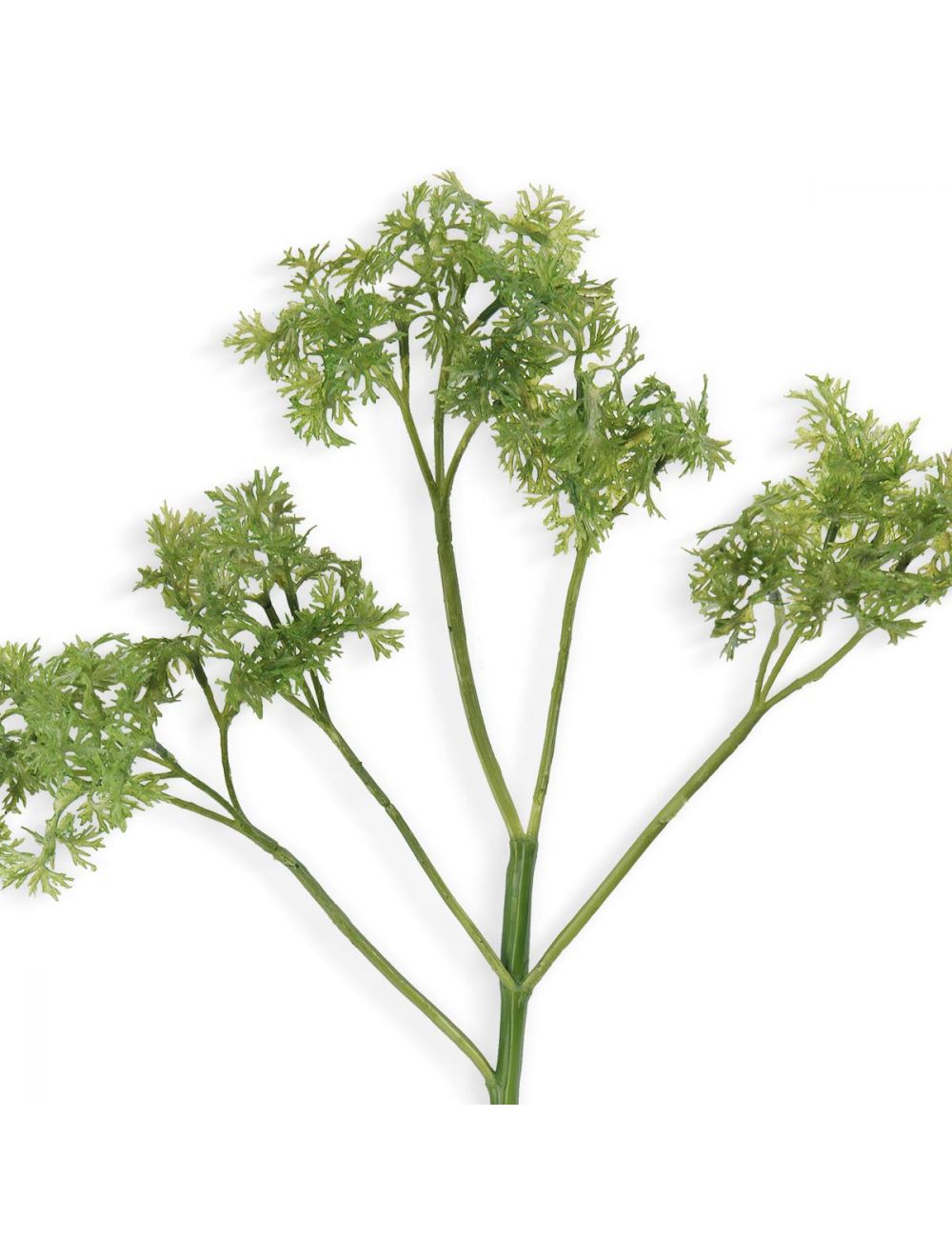Parsley Stem