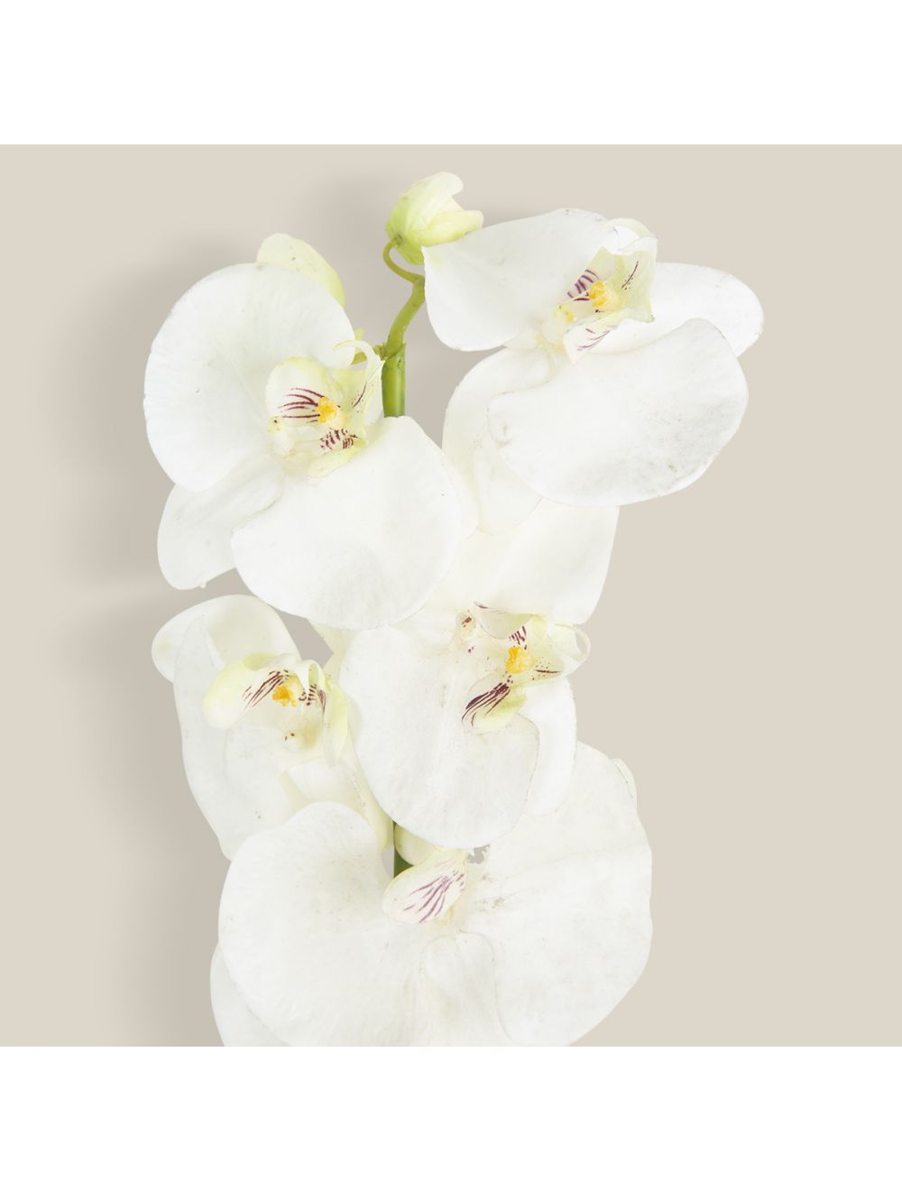 Phalaenopsis