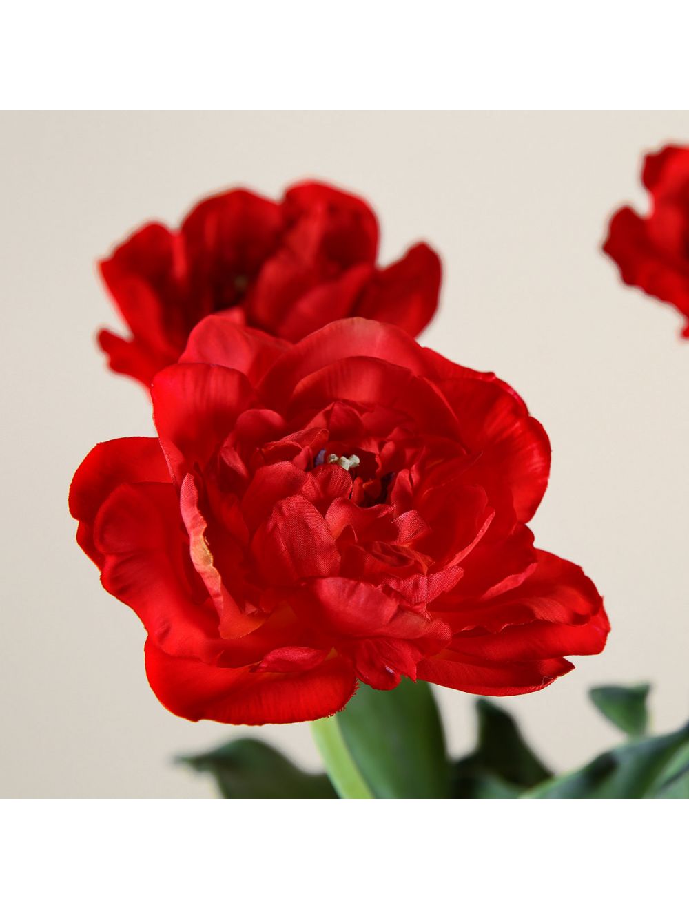 Red Open Tulip Flower