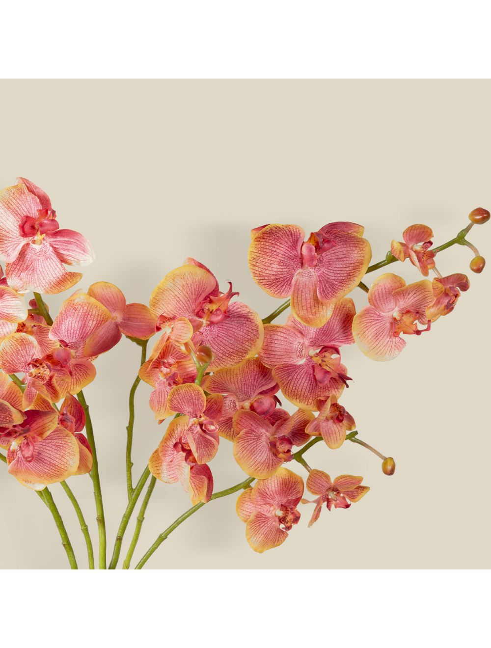 Phal Orchid Stem