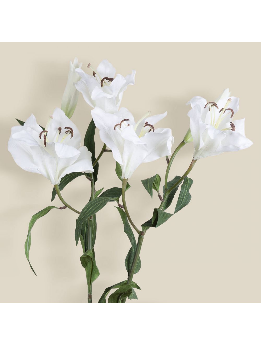 white rubrum lily rubrum lily-Rubrum Lily-IAAH