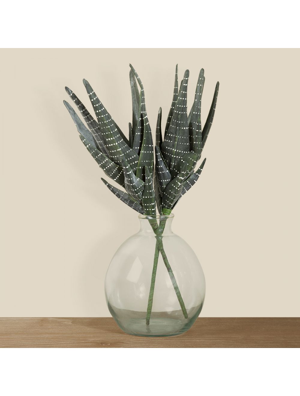 Agave Sanseveria-IAAH