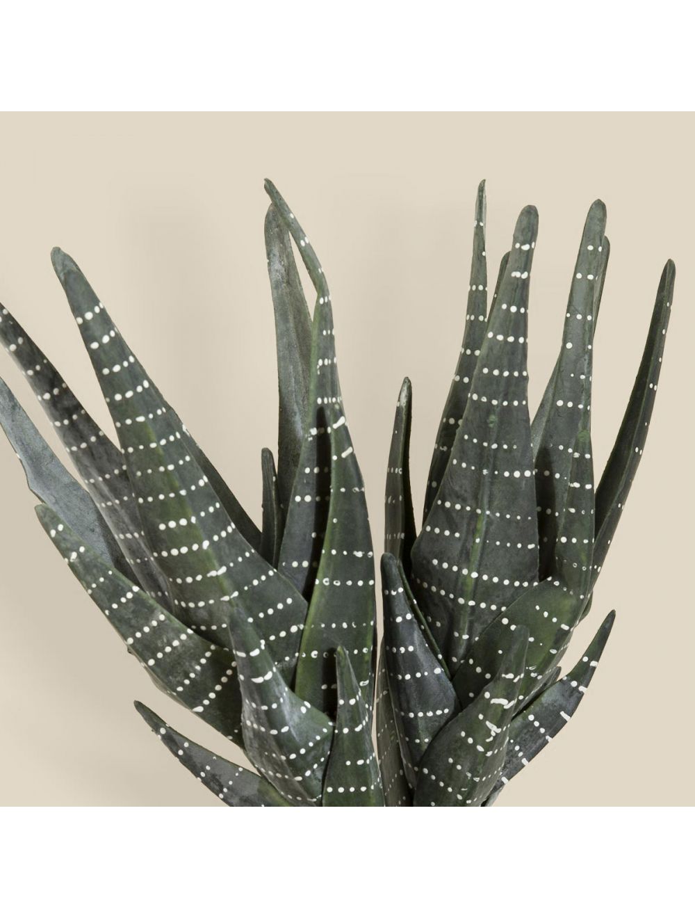 Agave Sanseveria-IAAH