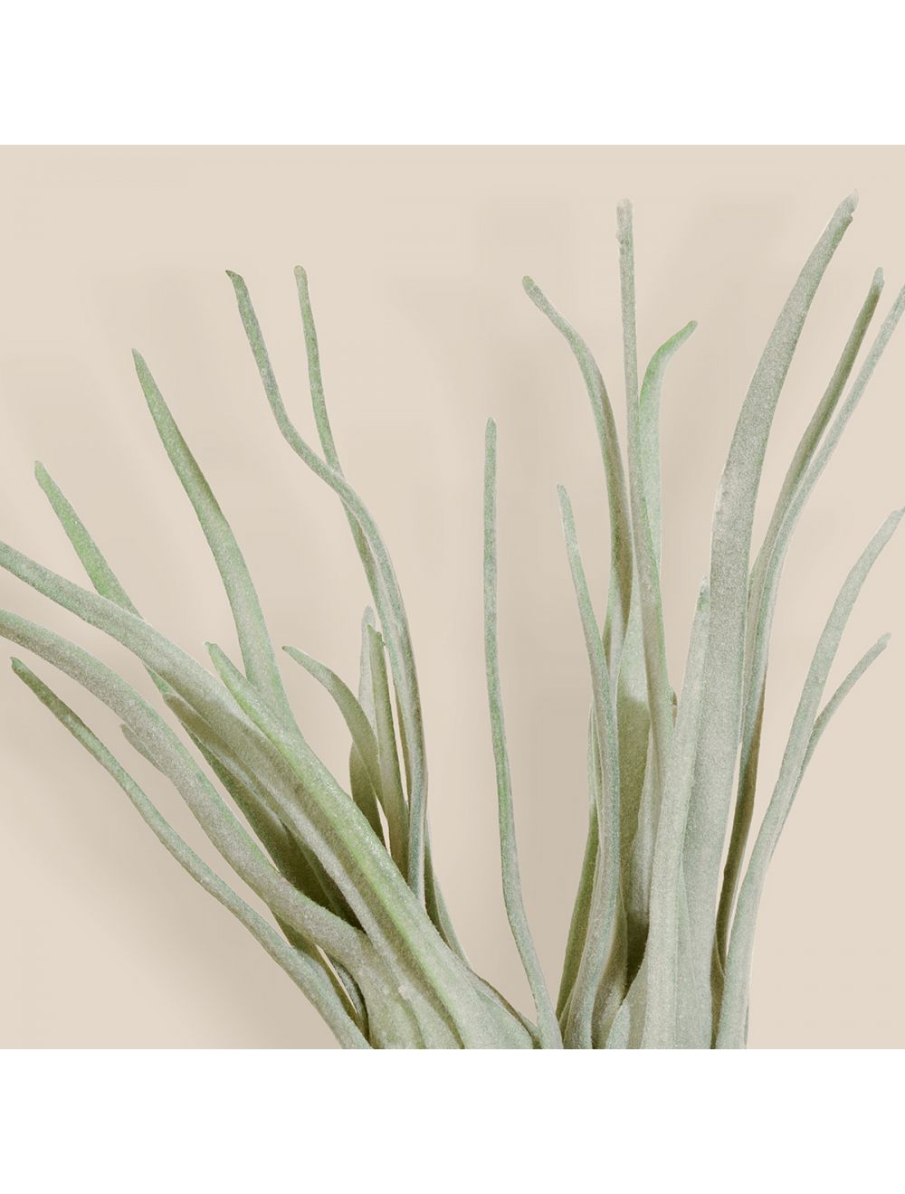 Tillandsia Flocke