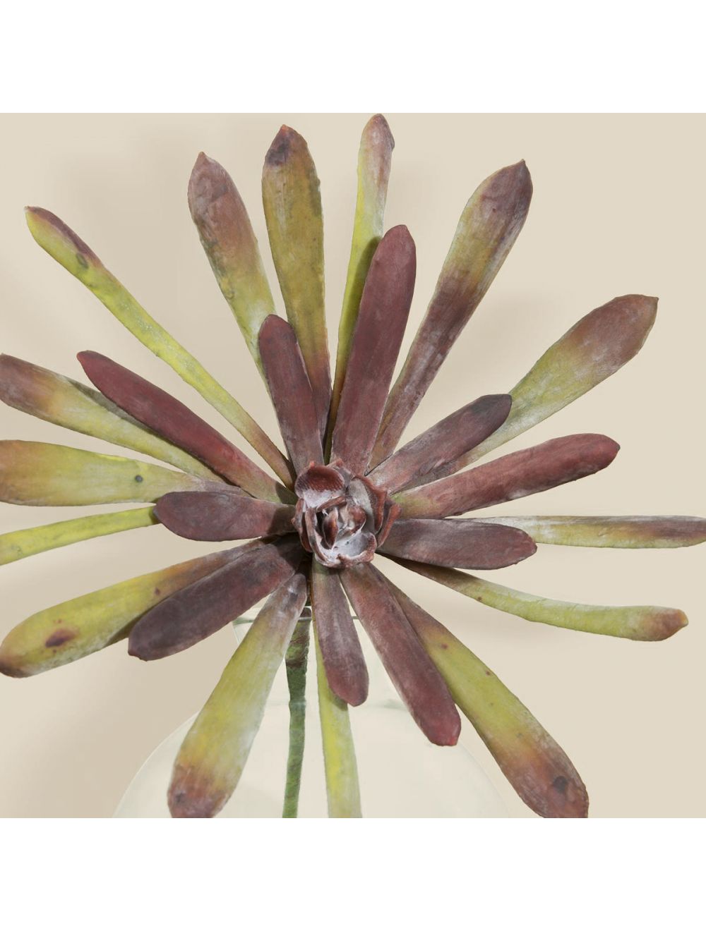 Buy Aeonium Haworthii Multi-1 Online at - IAAH