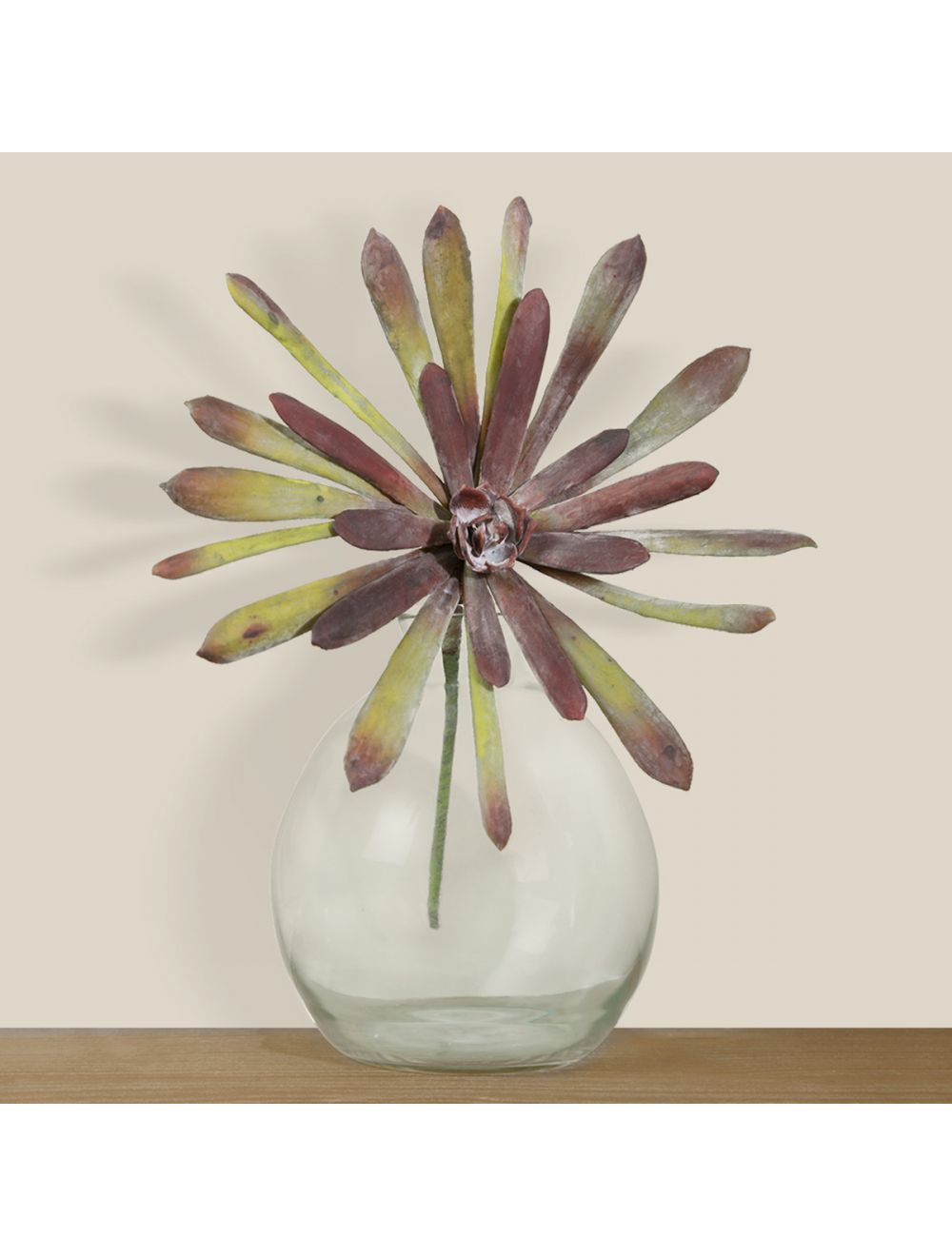 Buy Aeonium Haworthii Multi-1 Online at - IAAH