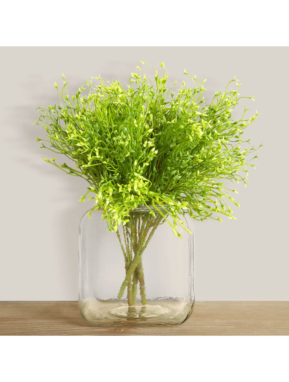 Baby's Tooth Plant-IAAH