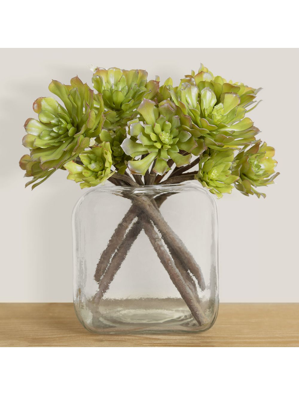 Shop Aeonium Light Green Succulent Plant Online at - IAAH