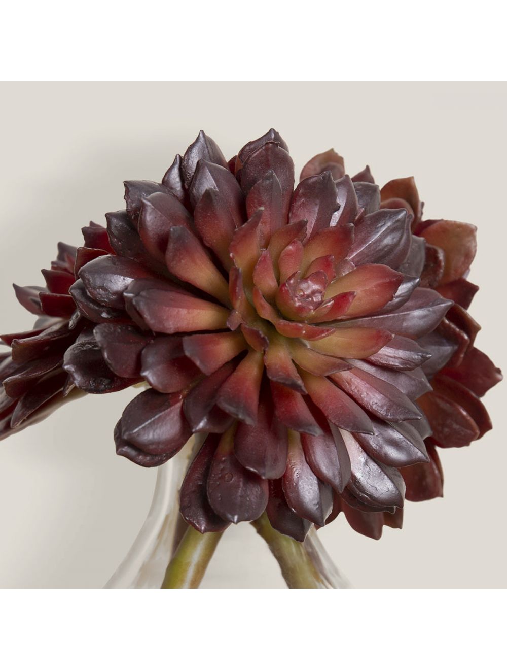 Spiky Rose Succulent