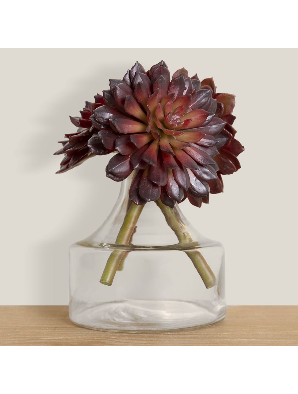 Spiky Rose Succulent