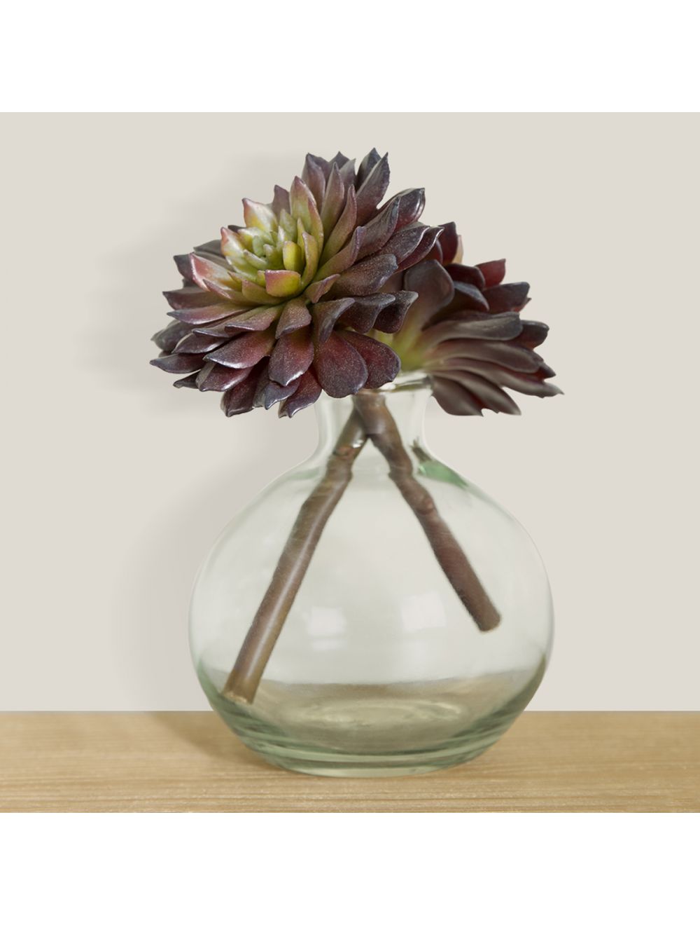 Echeveria Orion-IAAH