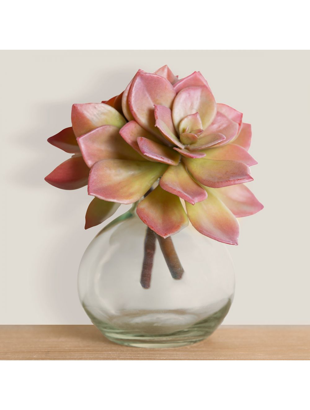 Echeveria Pulidris-IAAH