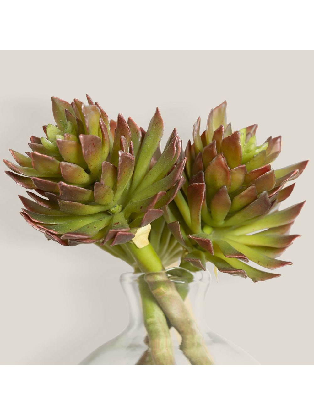 Aeonium Arboretum-IAAH