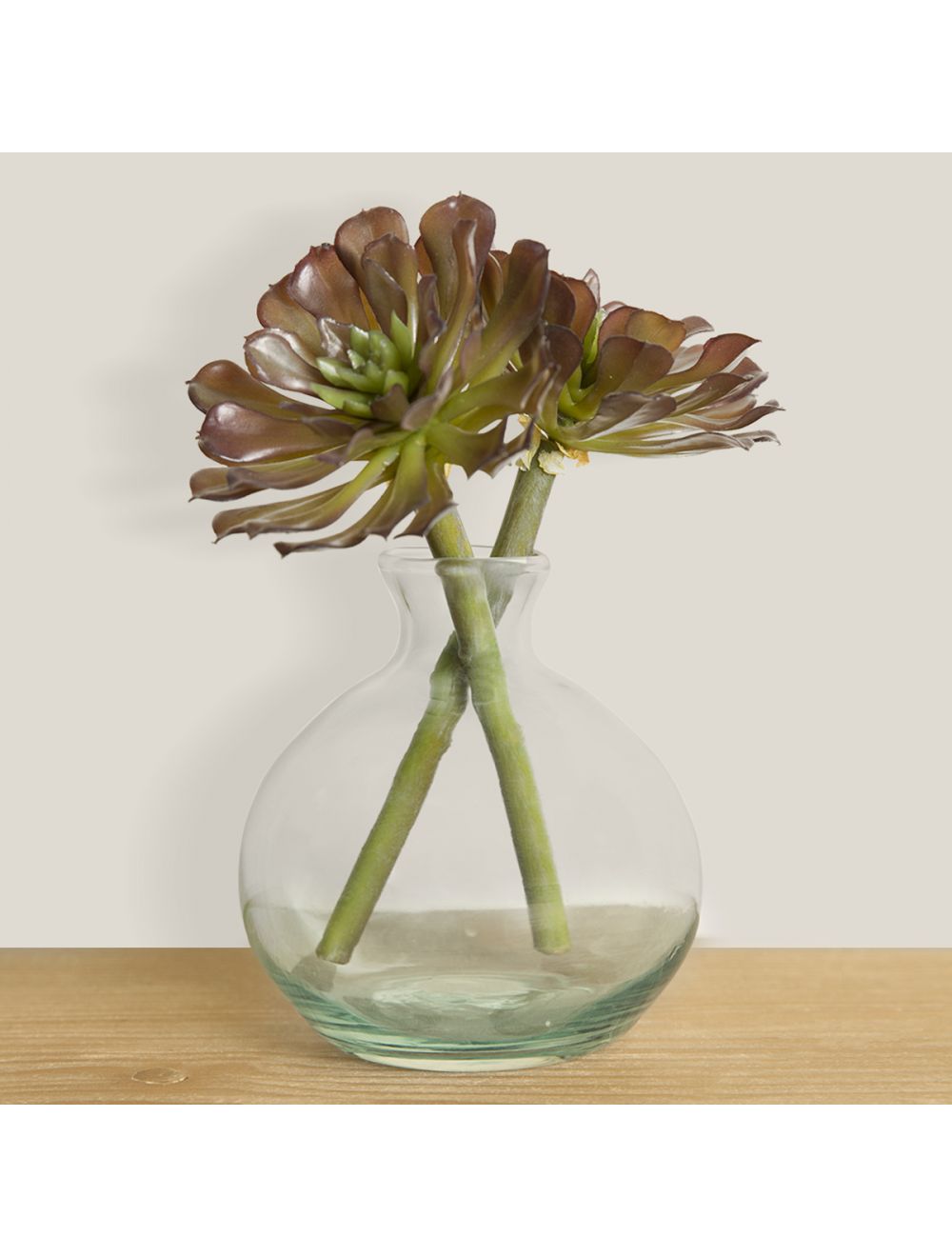 Aeonium Light Premium Quality Lighting Solutions - IAAH