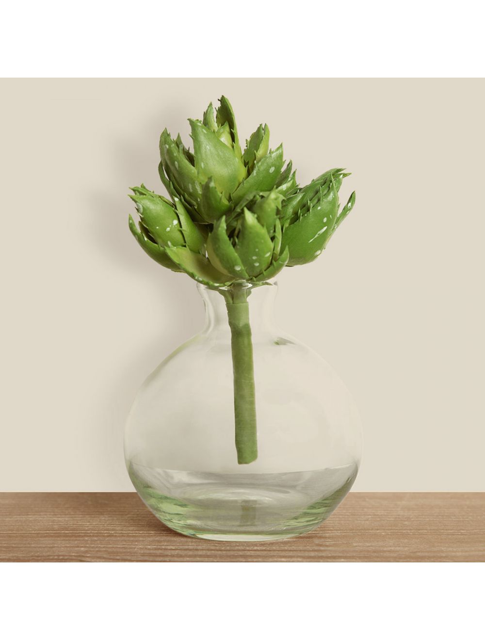 Aloe Vera Succulent-IAAH