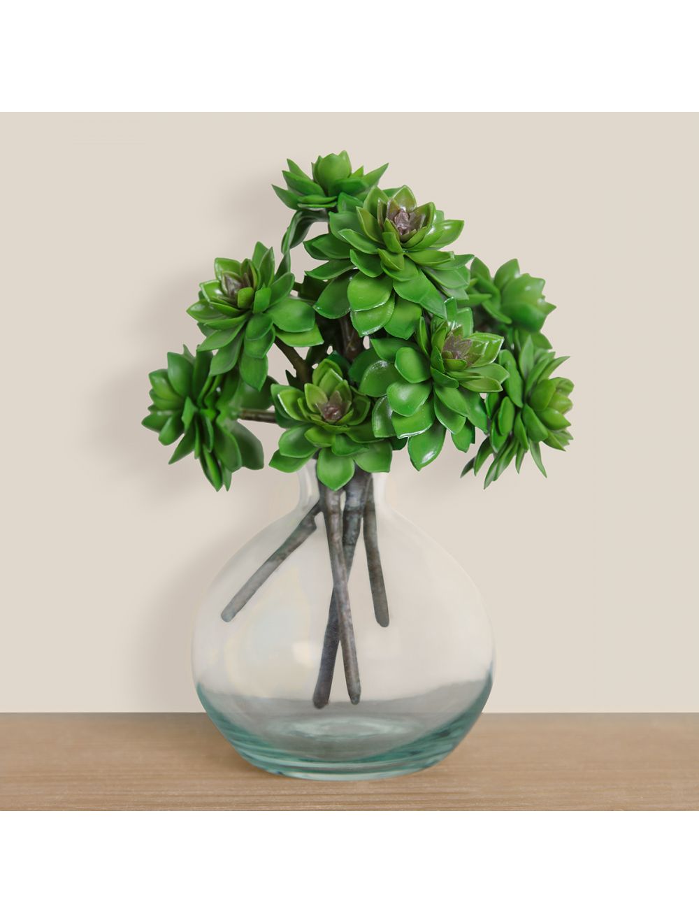 Aeonium Green Succulent Plant Buy Online at - IAAH