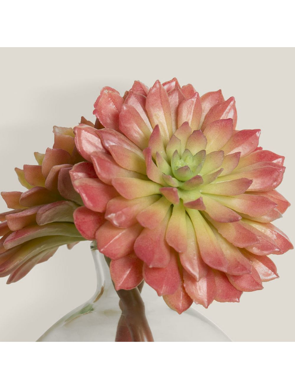 Spiky Rose Succulent