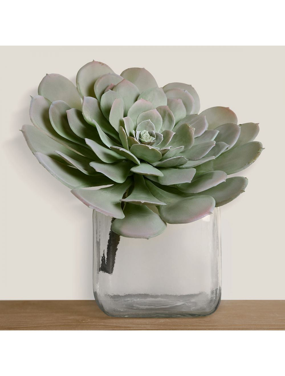 Aeonium Arboretum-IAAH