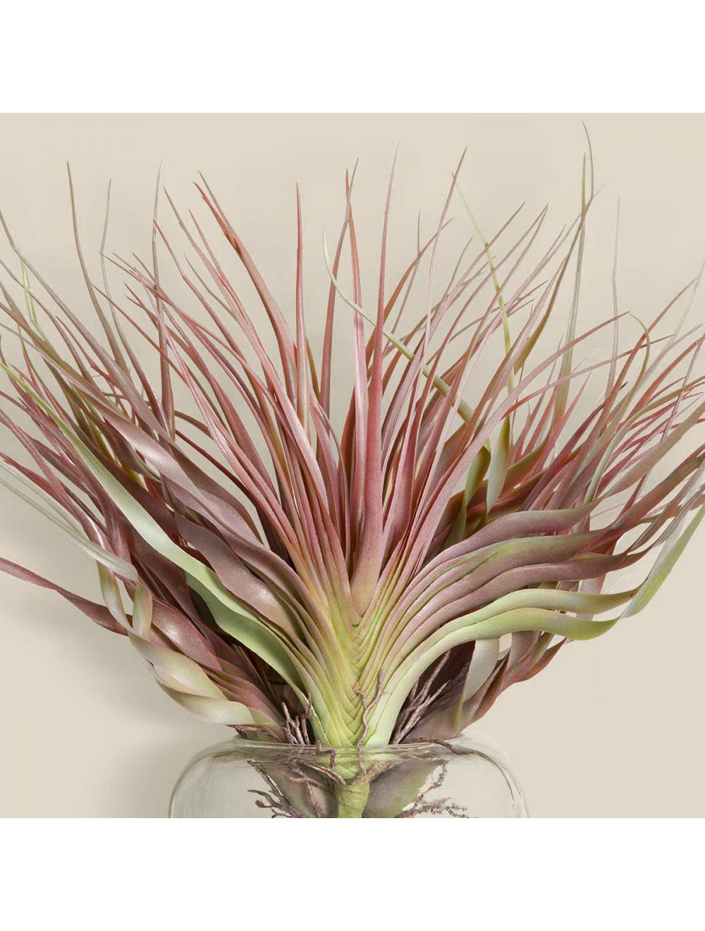 Tillandsia Flocked