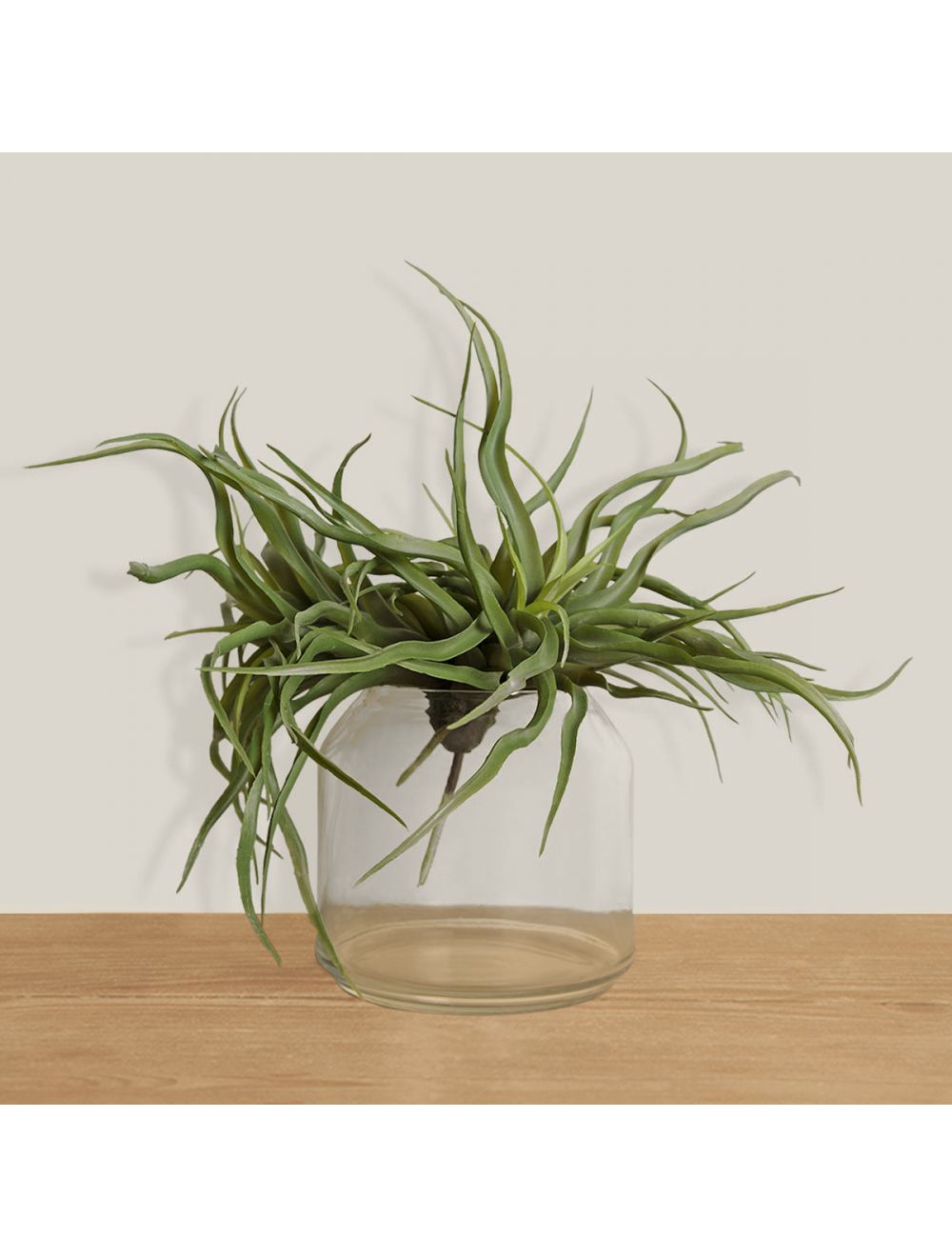 Tillandsia Harrisii