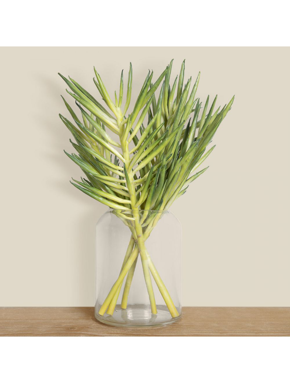 Stringbean Succulent