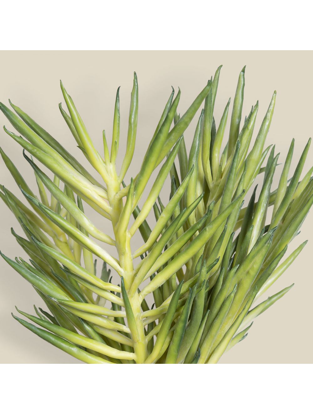 Stringbean Succulent