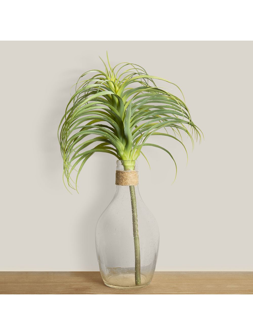 Tillandsia Air Plant