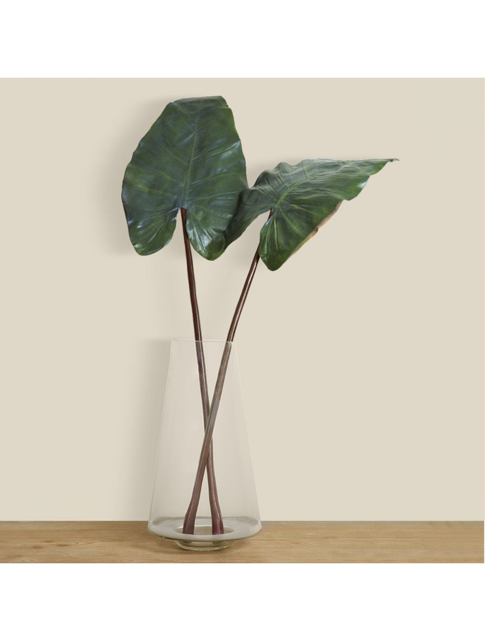 Colocasia Leaf-IAAH