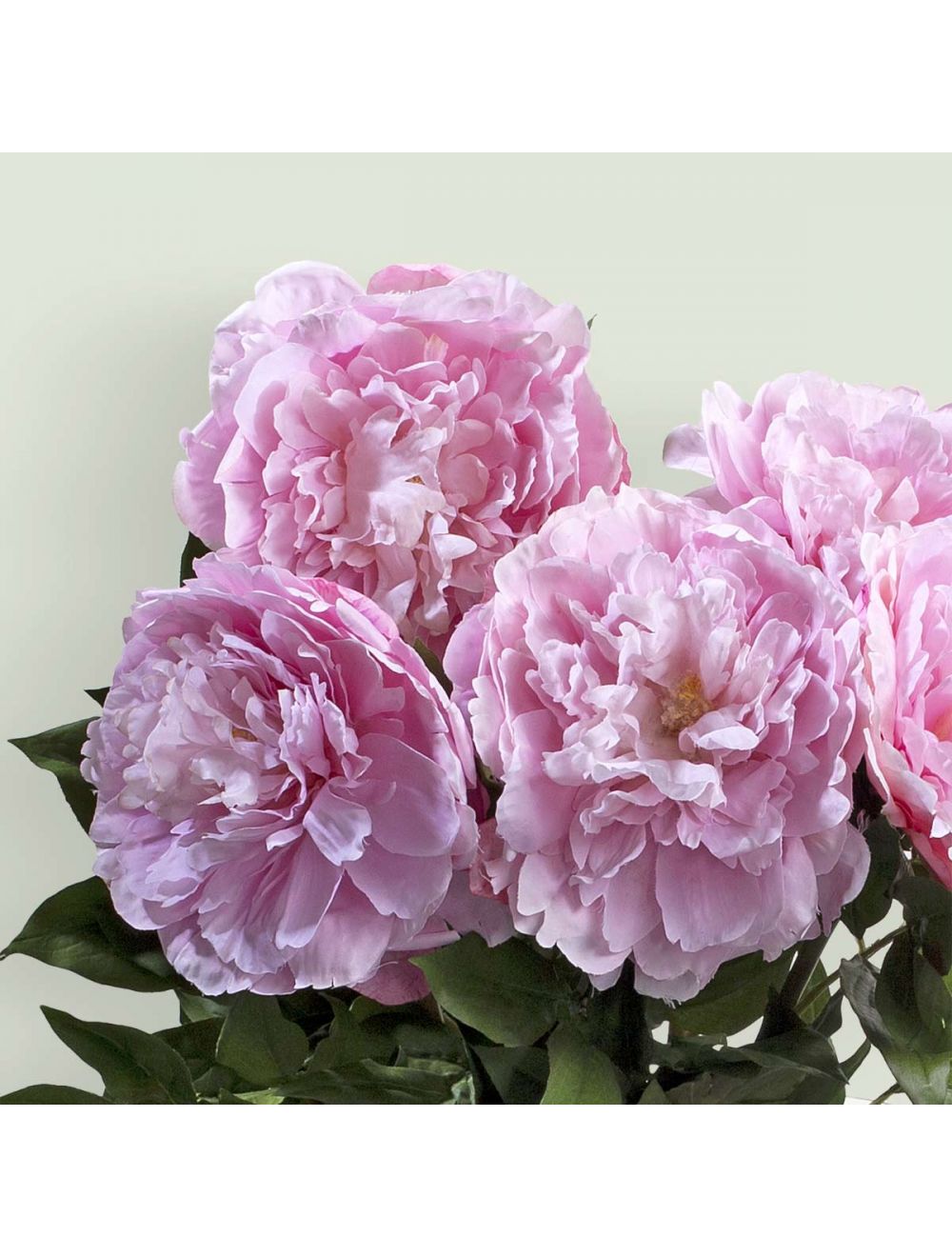 Japanese Peony Pink-IAAH