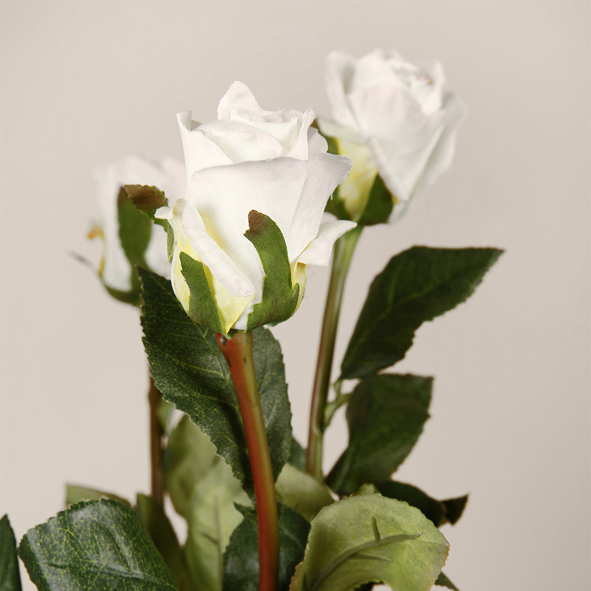 Rosebud Stem -  - IAAH