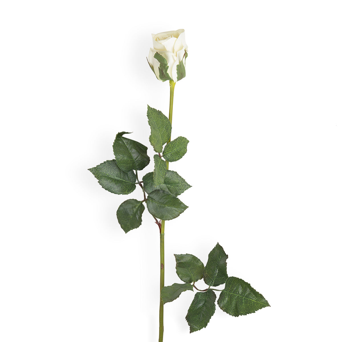 Rosebud Stem -  - IAAH