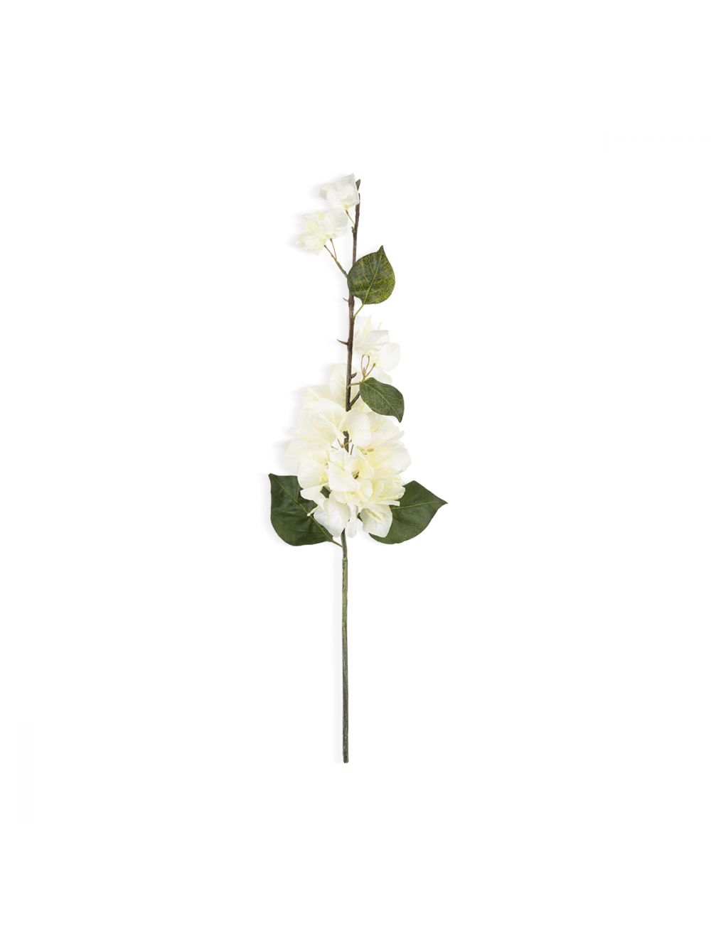 Bougainvillea Stem-IAAH